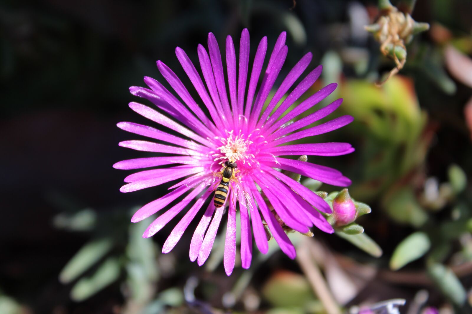 Canon EOS 1300D (EOS Rebel T6 / EOS Kiss X80) sample photo. Bee, delosperma, nature photography