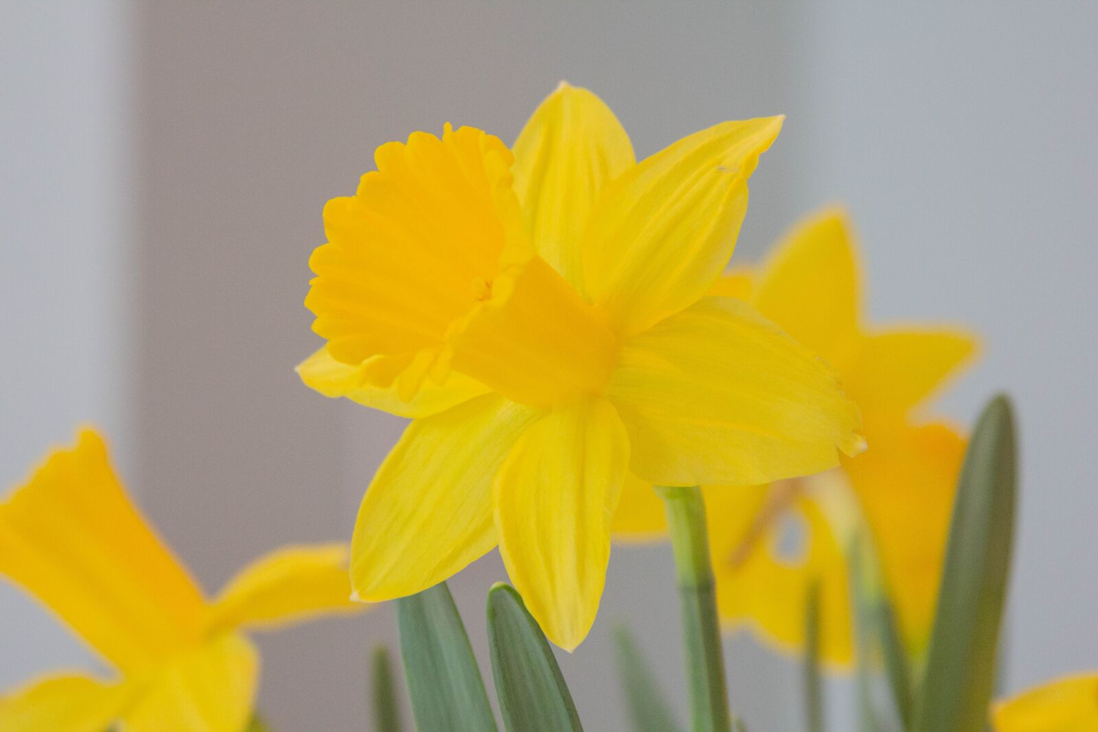 Canon EOS 60D + Canon EF 28-135mm F3.5-5.6 IS USM sample photo. Flowers, nature, daffodils photography