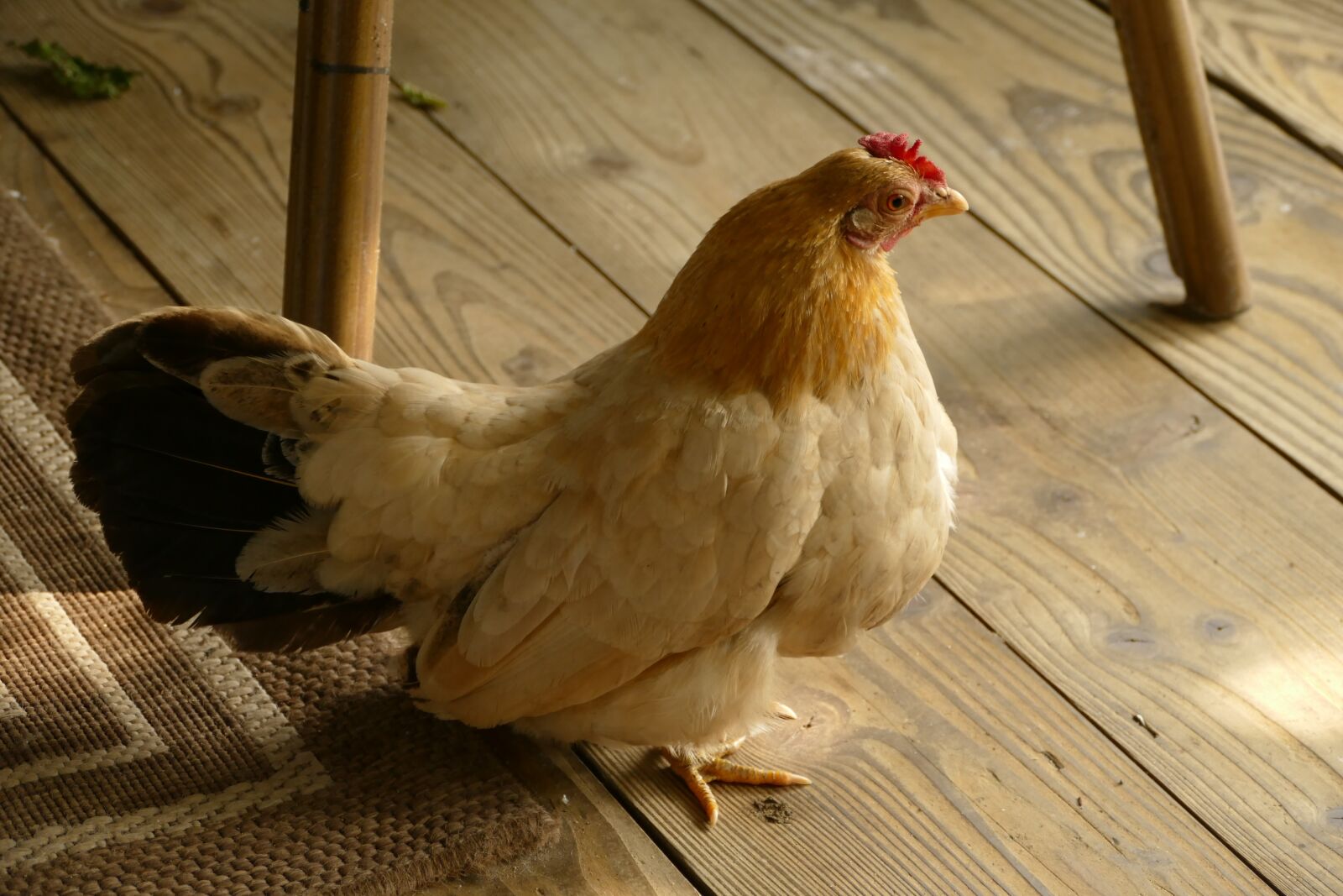 Panasonic Lumix DMC-FZ1000 sample photo. Chicken, farm, poultry photography
