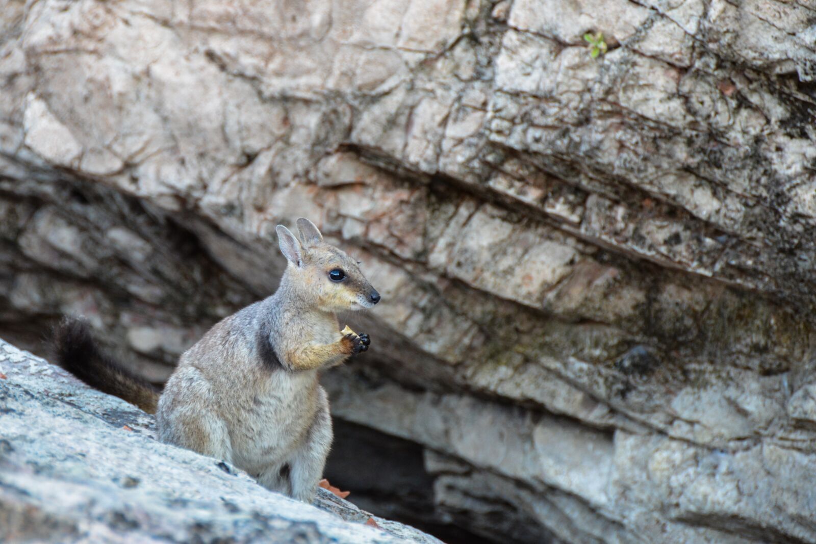 Nikon D5100 sample photo. Rock-wallaby, black footed rock photography