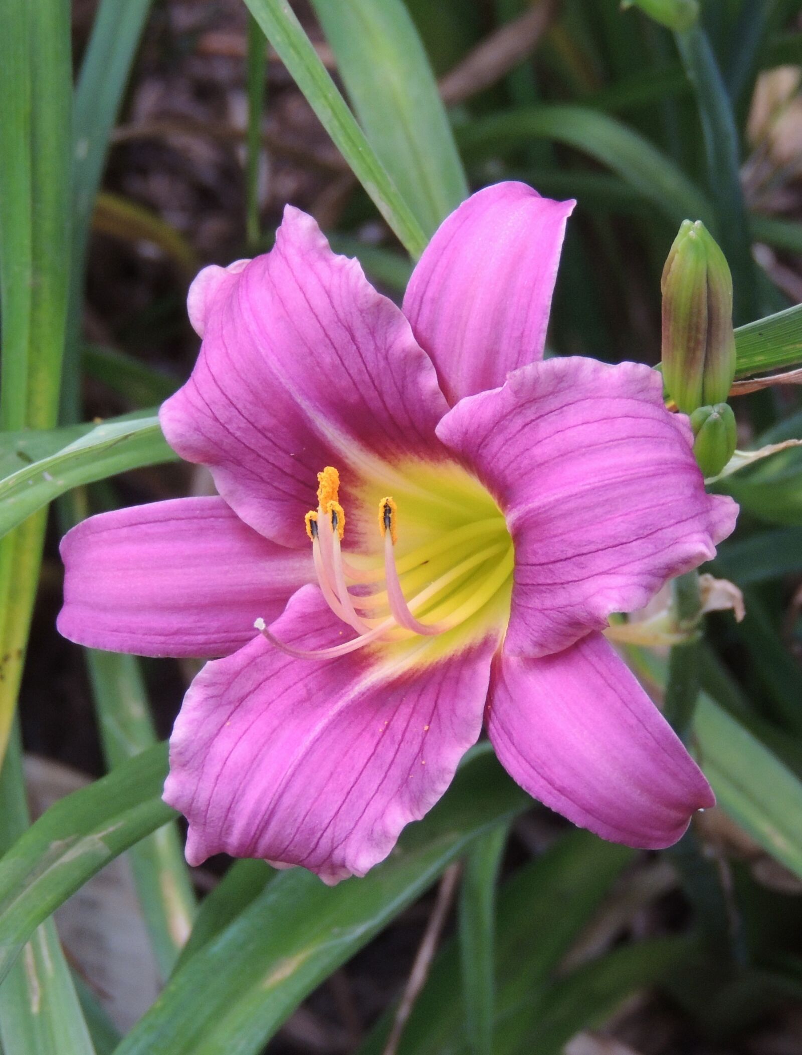 Nikon Coolpix P510 sample photo. Day lily, botanical, daylily photography