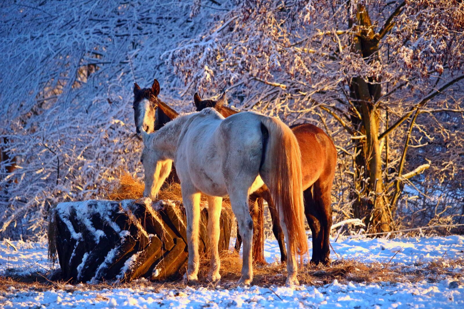 Canon EOS 100D (EOS Rebel SL1 / EOS Kiss X7) sample photo. Winter, horse, mold photography