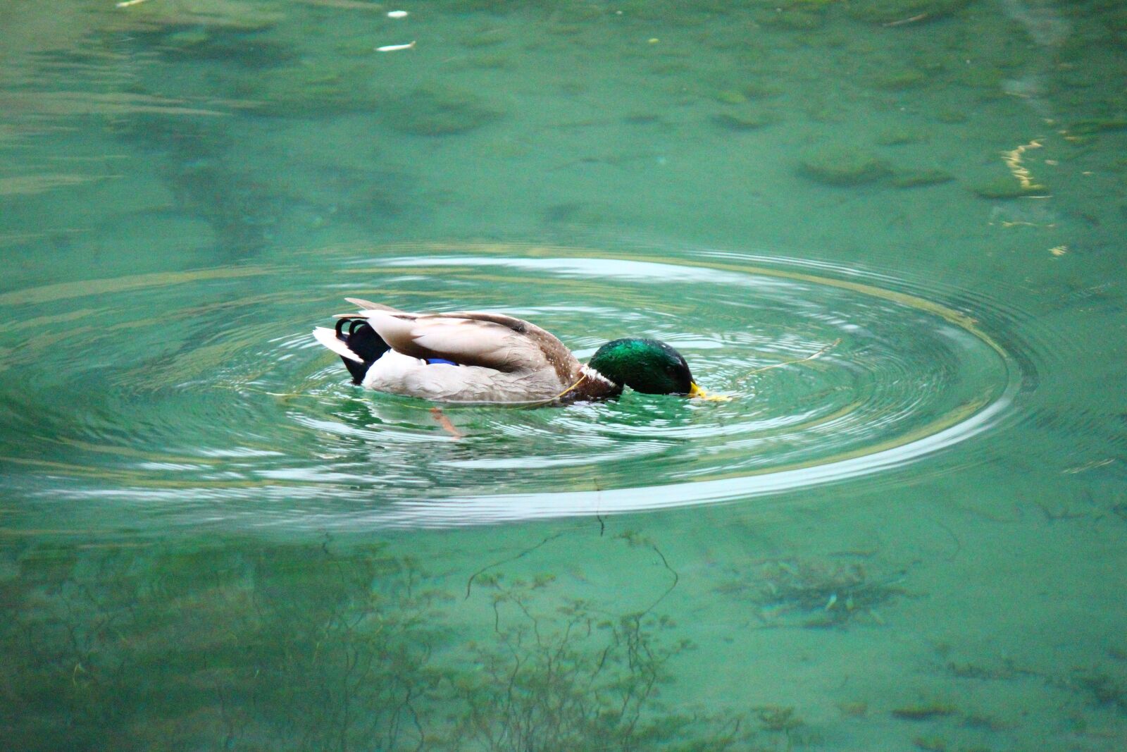 Canon EF-S 55-250mm F4-5.6 IS II sample photo. Lake, water, waters photography