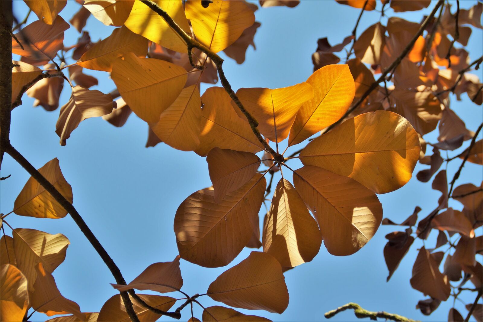 Sony SLT-A58 sample photo. Tree, foliage, autumn photography