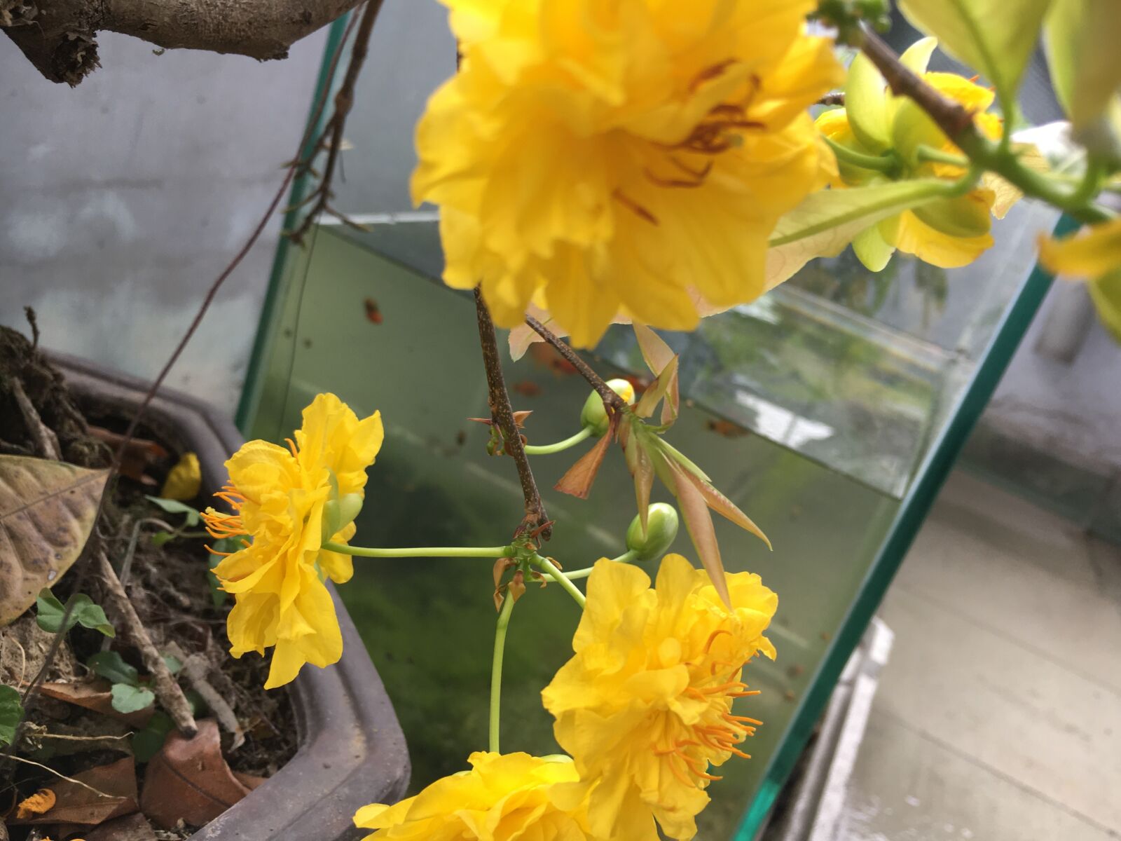 Apple iPhone 6s sample photo. Tags separated by comma photography