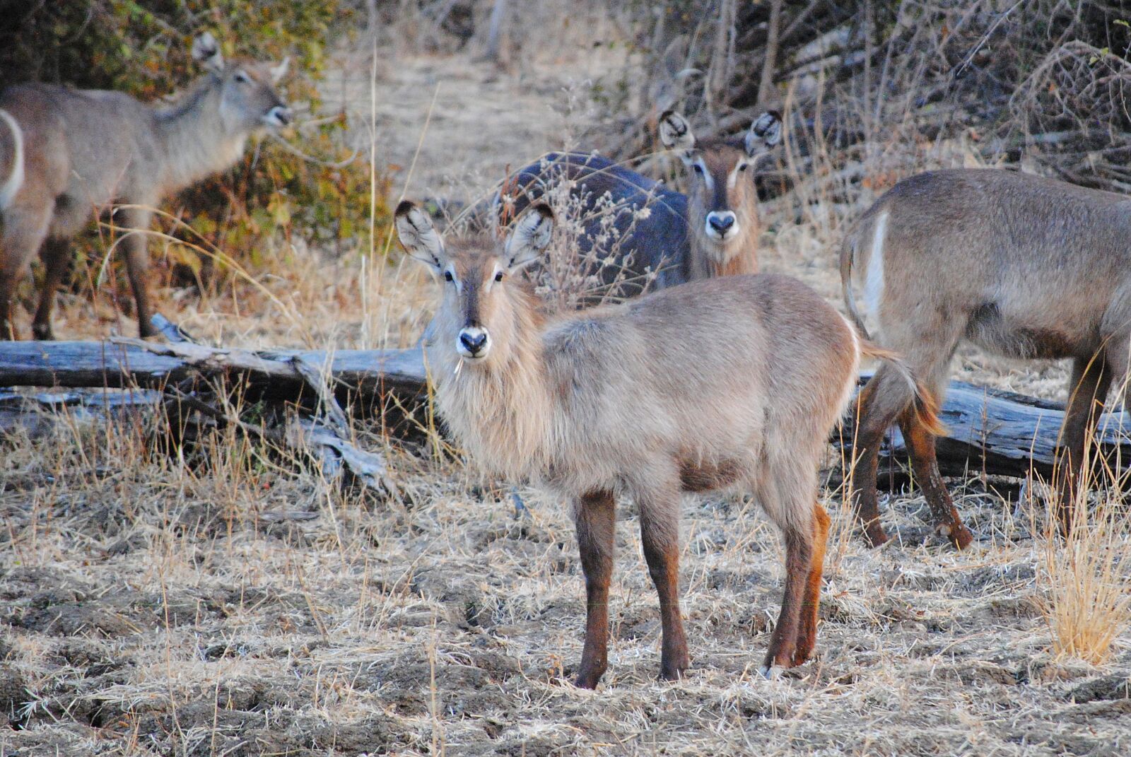 Nikon D3000 sample photo. Wild, safari, africa photography