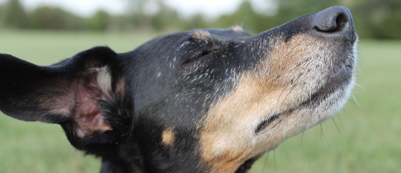 Canon EOS 1100D (EOS Rebel T3 / EOS Kiss X50) sample photo. Dachshund, nose, dreams photography