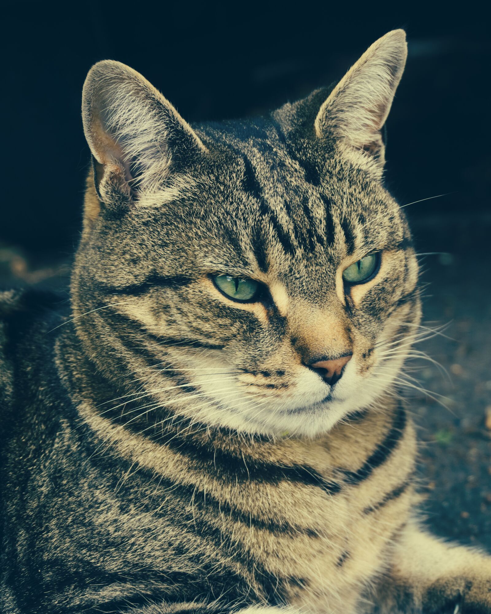 Sony a6300 sample photo. Cat, portrait, pet photography