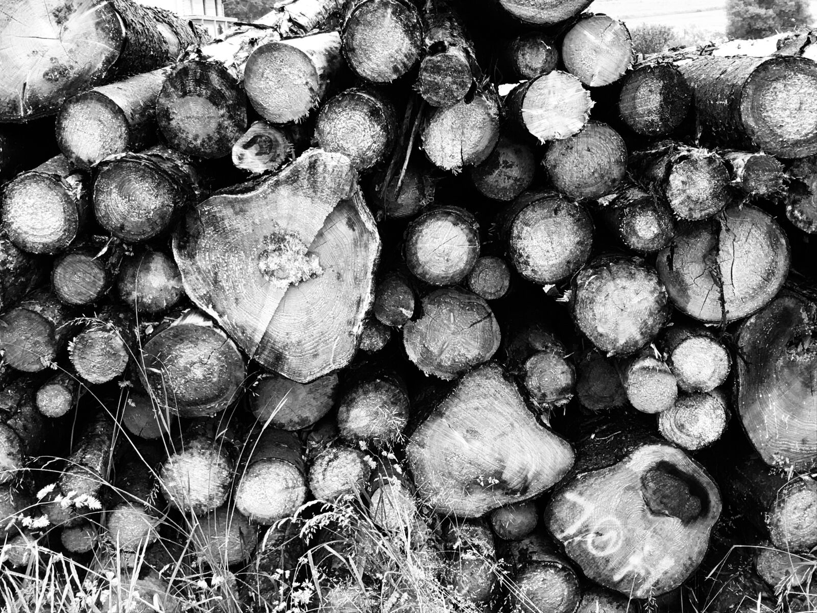 iPhone 7 back camera 3.99mm f/1.8 sample photo. Holz, wood, trees photography