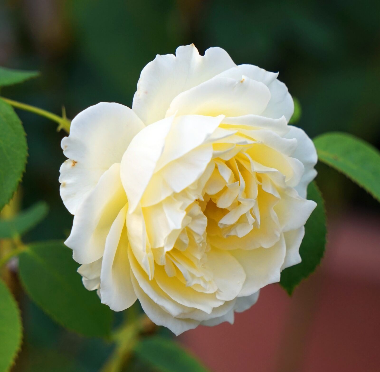 Sony Alpha a5000 (ILCE 5000) + Sony E 55-210mm F4.5-6.3 OSS sample photo. Rose, white, flower photography