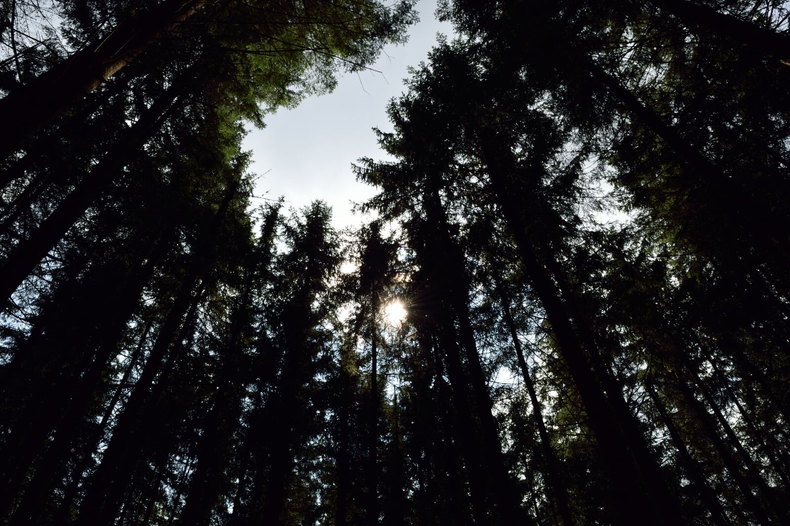 Nikon D5300 sample photo. Chain, trees, wood photography