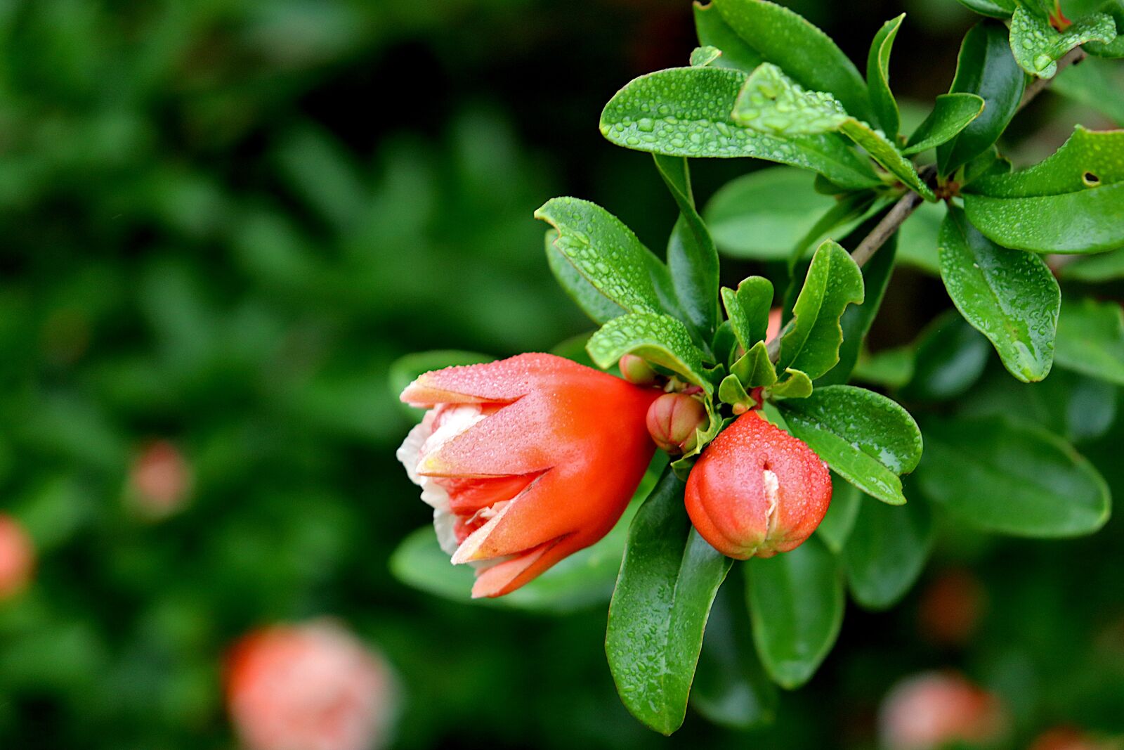 Canon EOS 800D (EOS Rebel T7i / EOS Kiss X9i) sample photo. Grenadier, flower of pomegranate photography