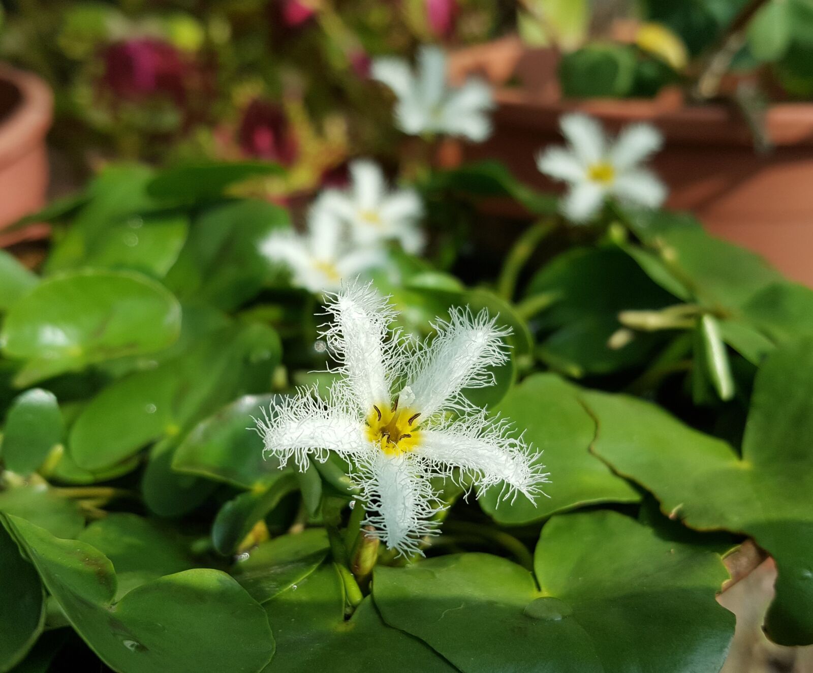 Samsung Galaxy Note5 sample photo. White flower, white, aquatic photography