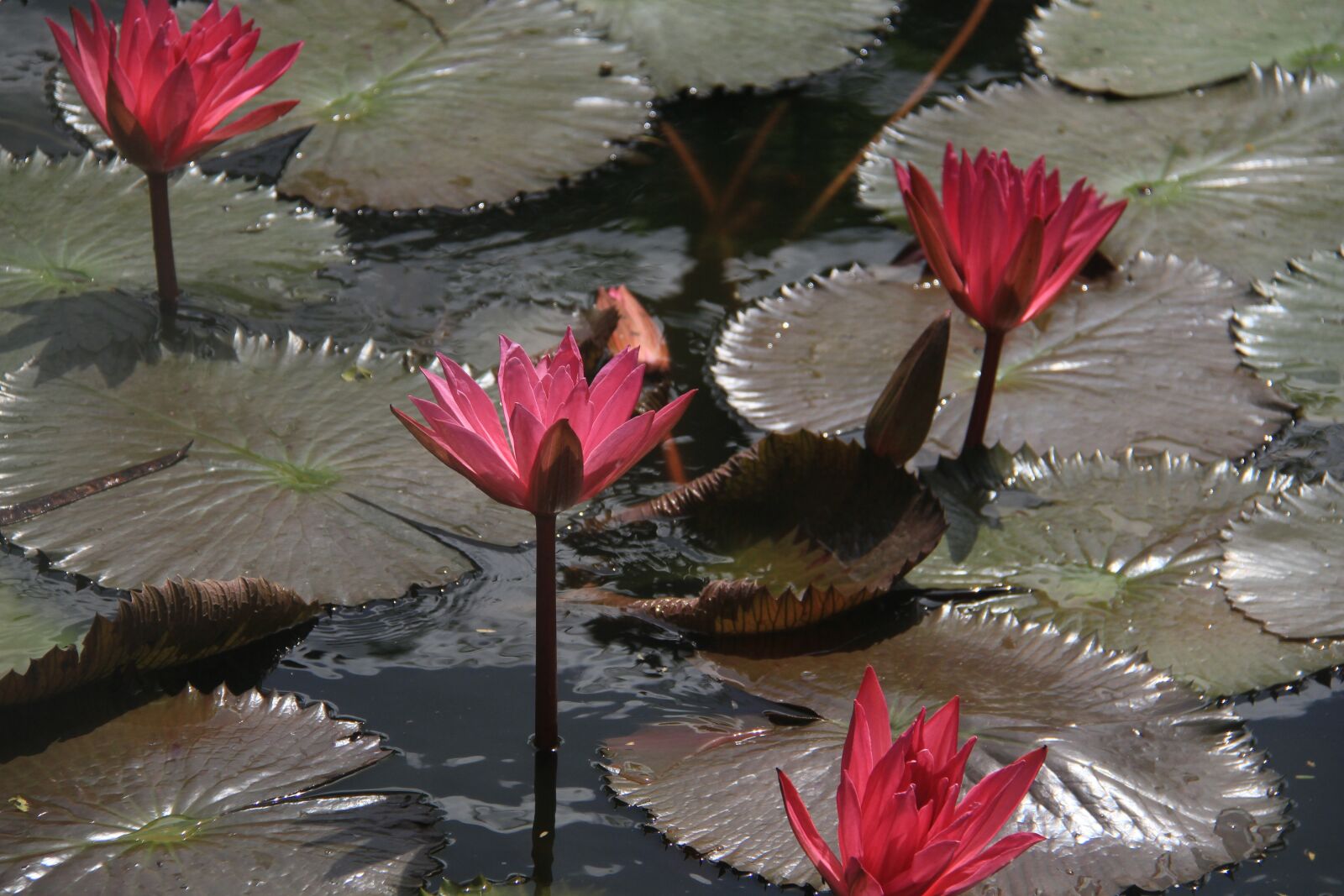 Canon EF-S 18-200mm F3.5-5.6 IS sample photo. Lotus flower, flower, lotus photography