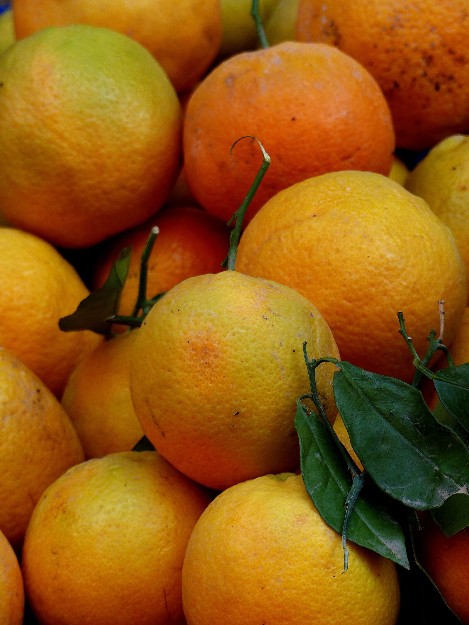 Panasonic Lumix DMC-FZ200 sample photo. Food, fruit, oranges photography