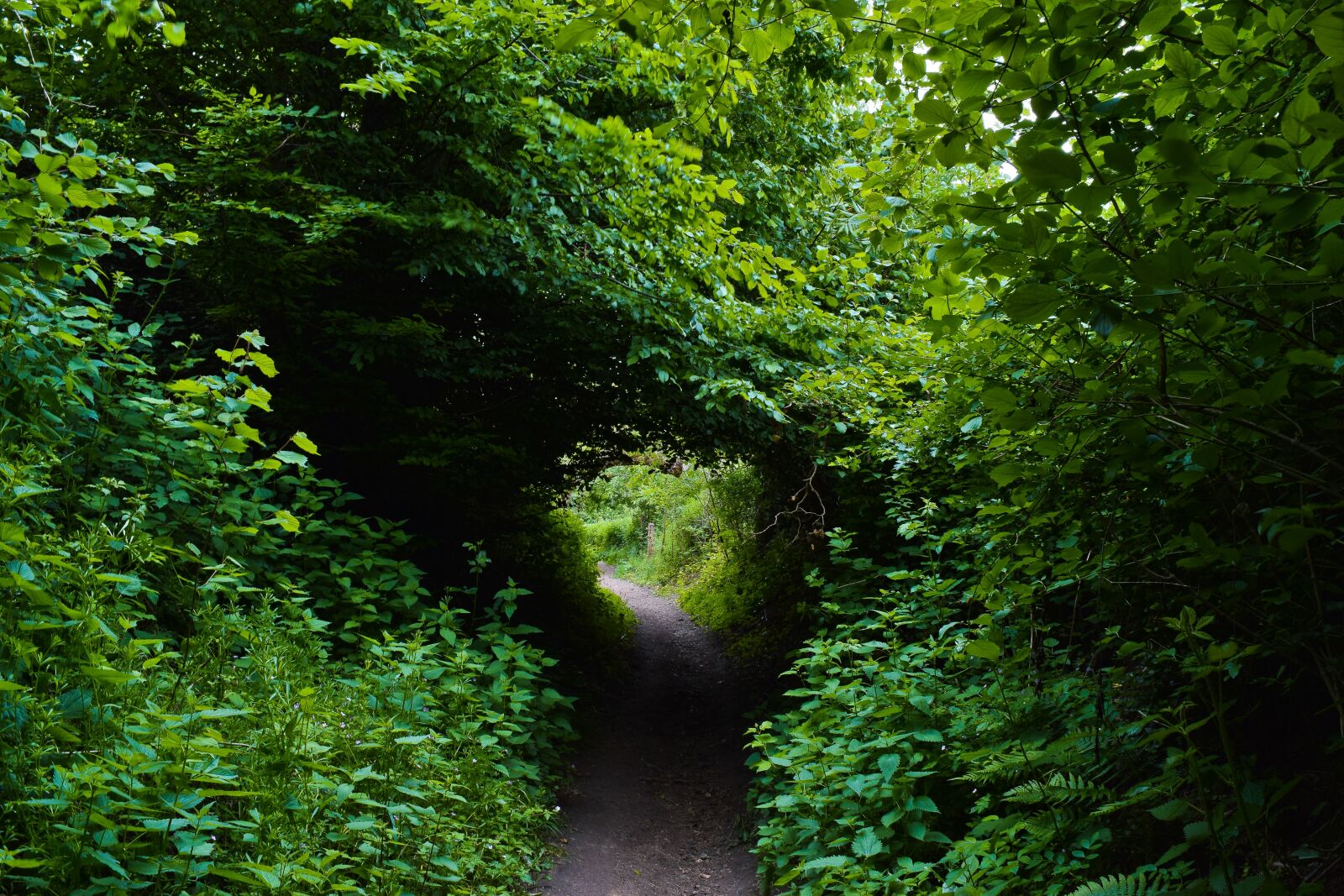 Nikon D3300 sample photo. Forest, trees, nature photography