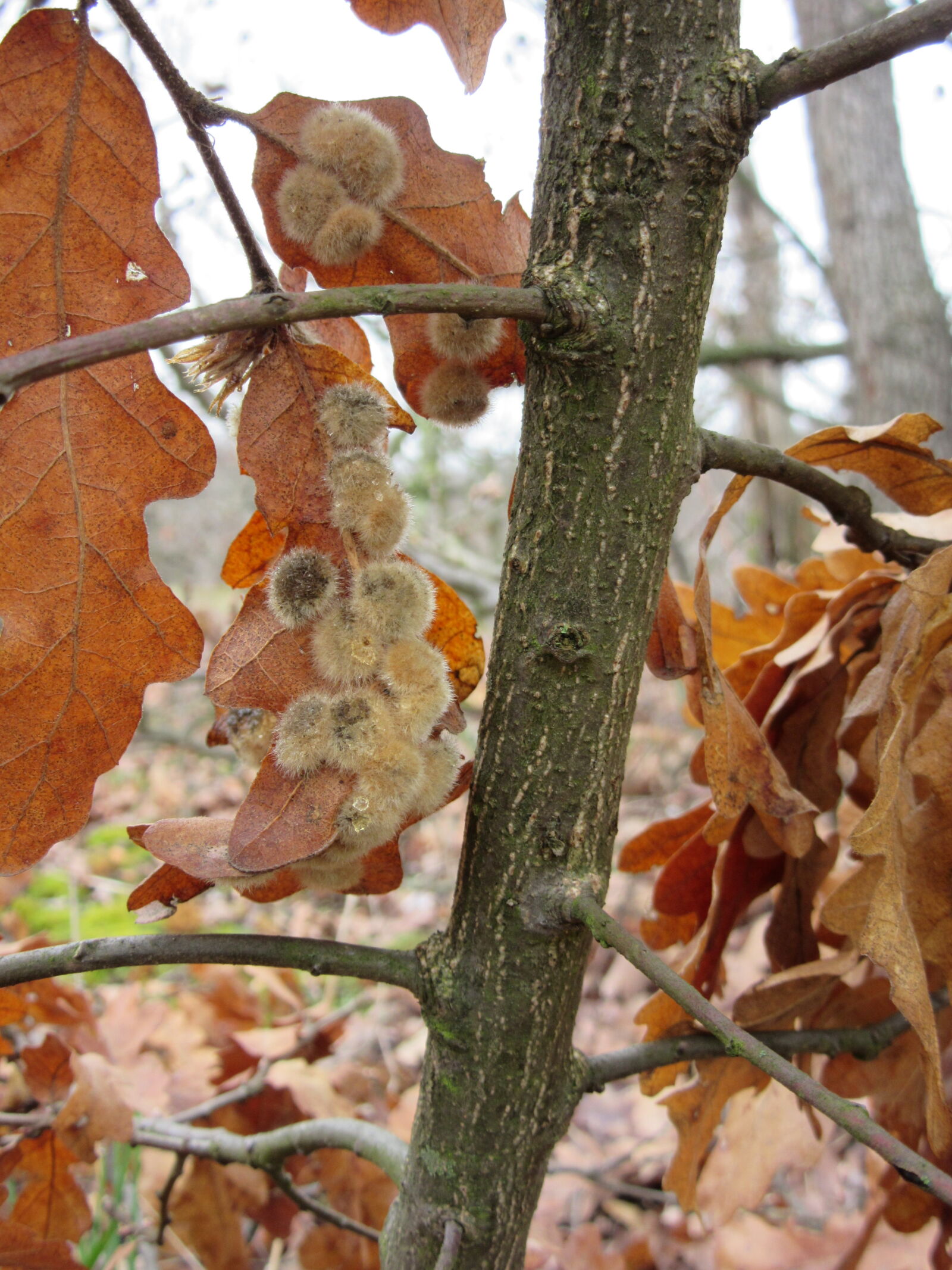 Canon PowerShot SX600 HS sample photo