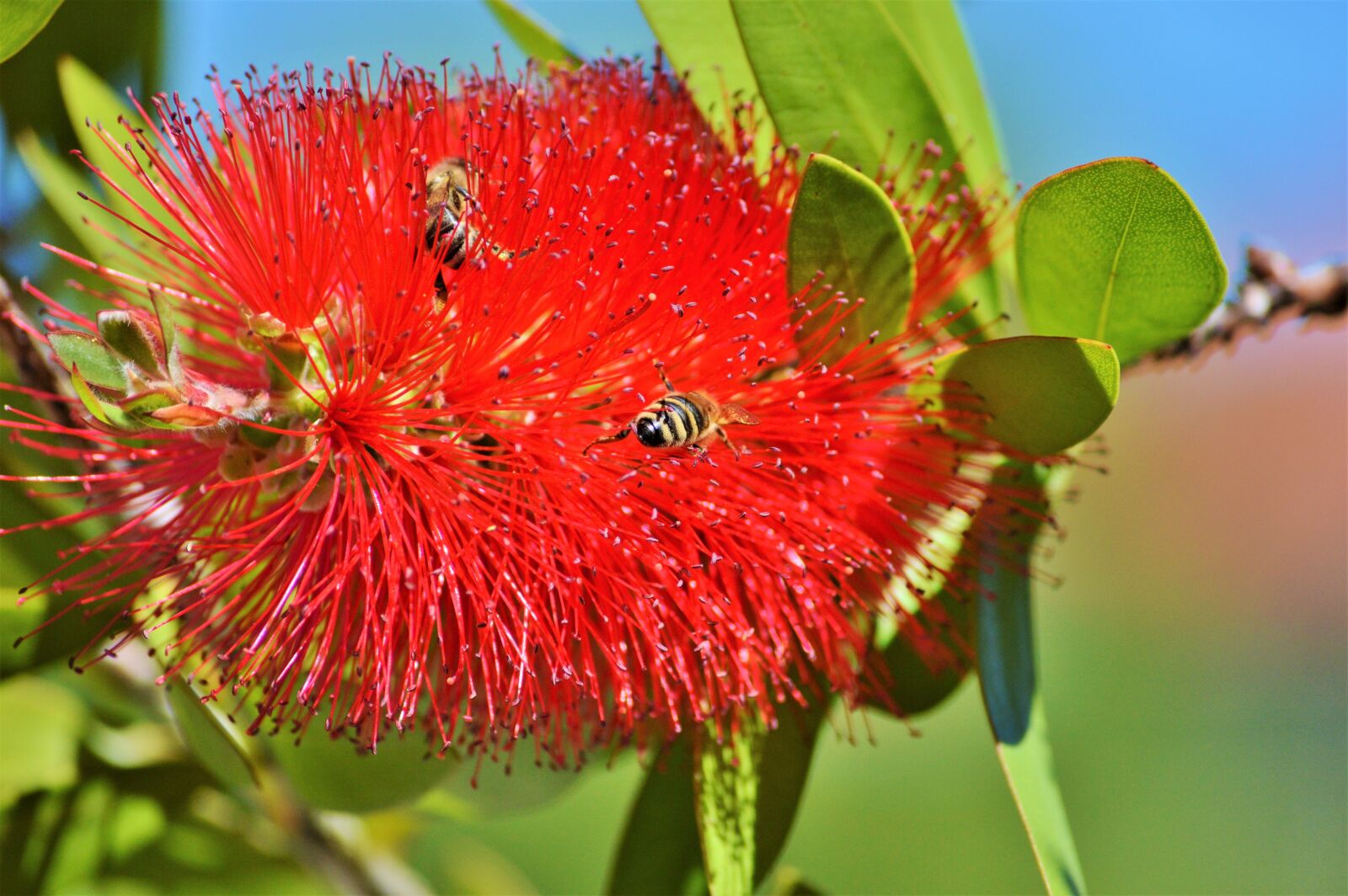 Nikon D3200 sample photo. Lemon bottlebrush, callistemon citrinus photography