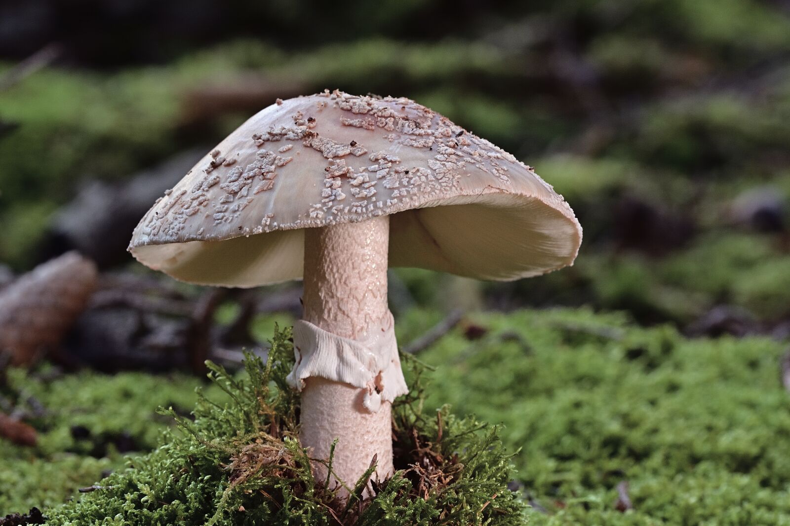 Nikon D5200 sample photo. Mushroom, wild mushroom, moss photography