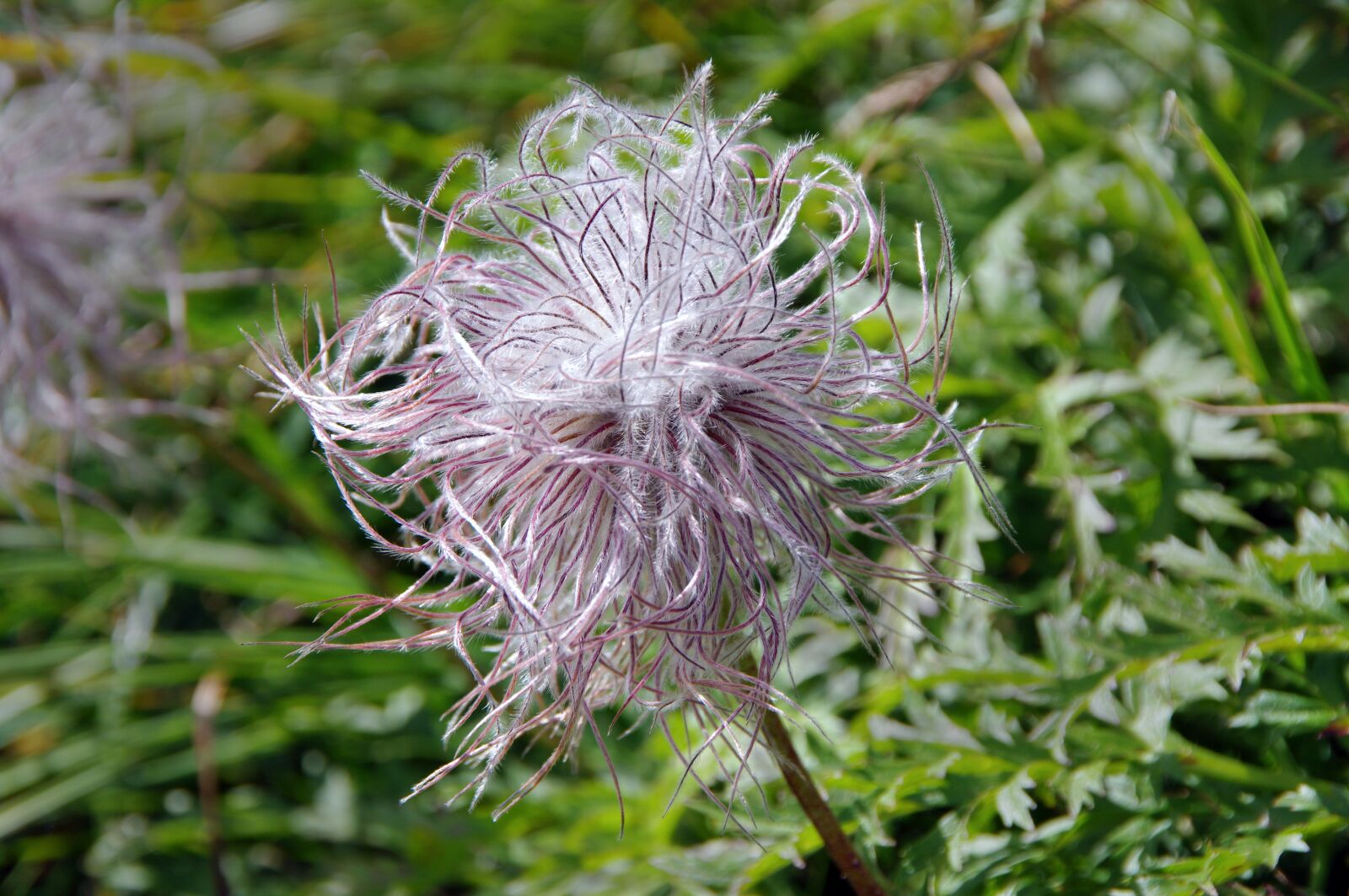 Pentax smc DA 18-250mm F3.5-6.3 sample photo. Alpine pasque flower, alpine photography