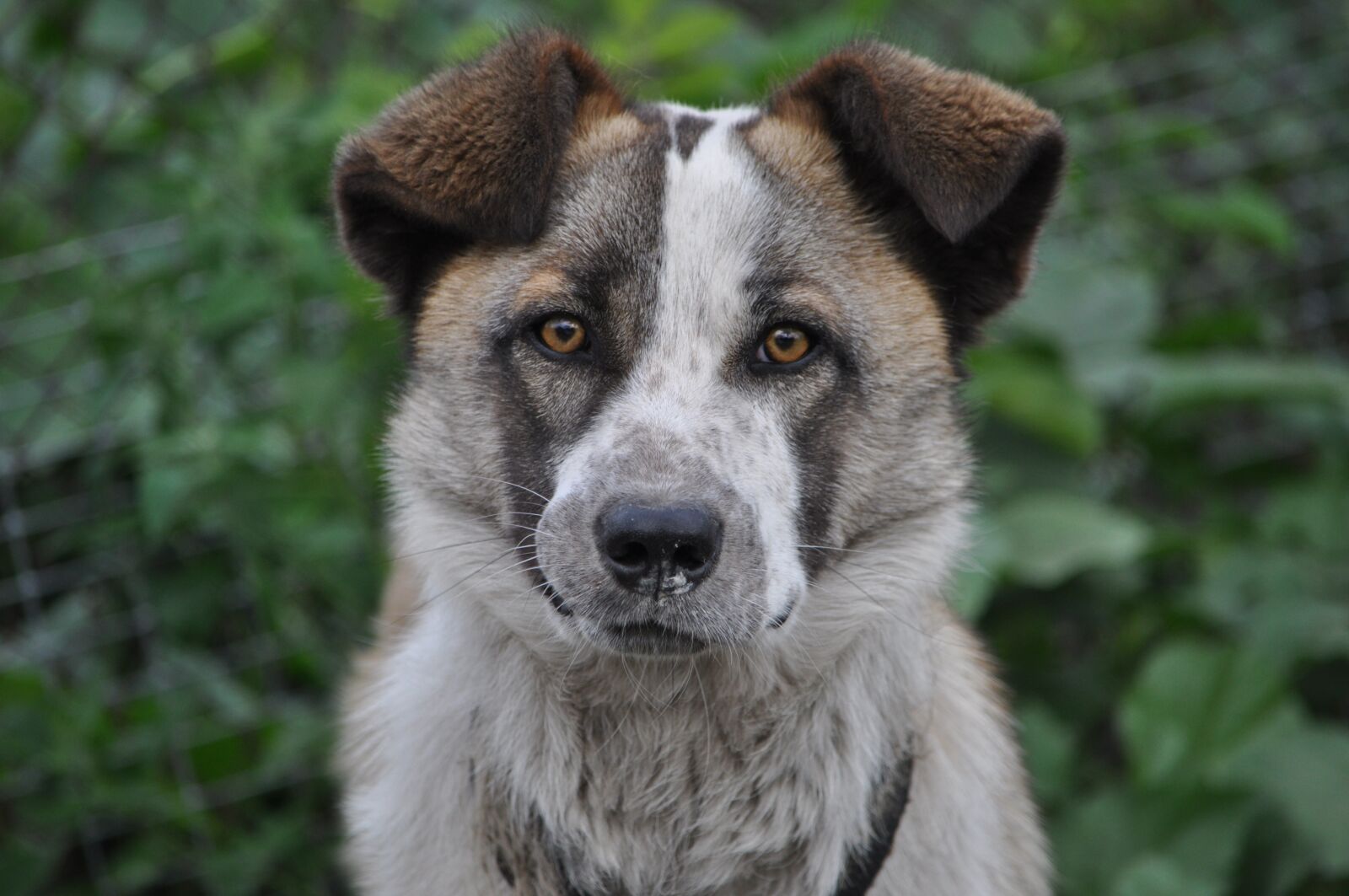 Nikon D90 sample photo. Dog, village, pet photography