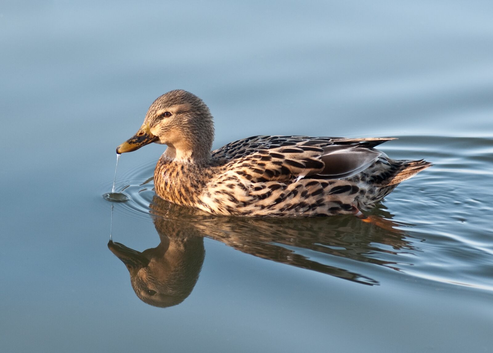 Nikon D300 sample photo. Duck, water, reflection photography