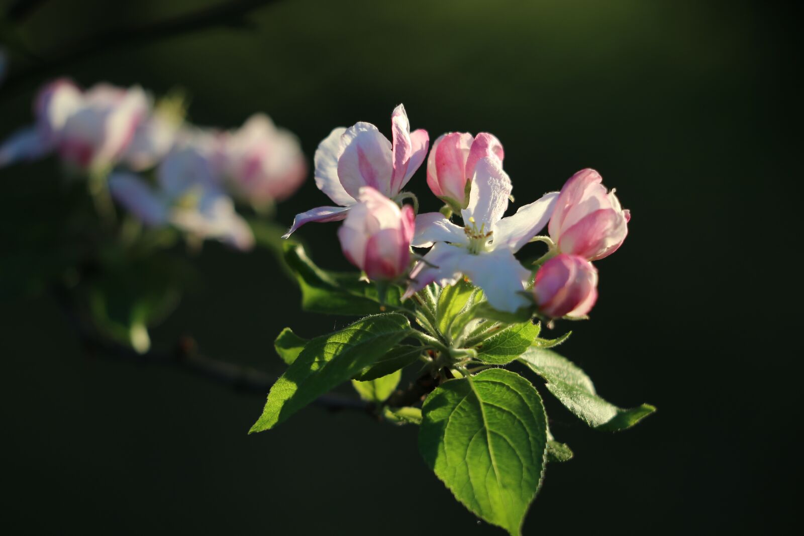 Canon EF 70-300 F4-5.6 IS II USM sample photo. Spring, apple bloom, blooming photography