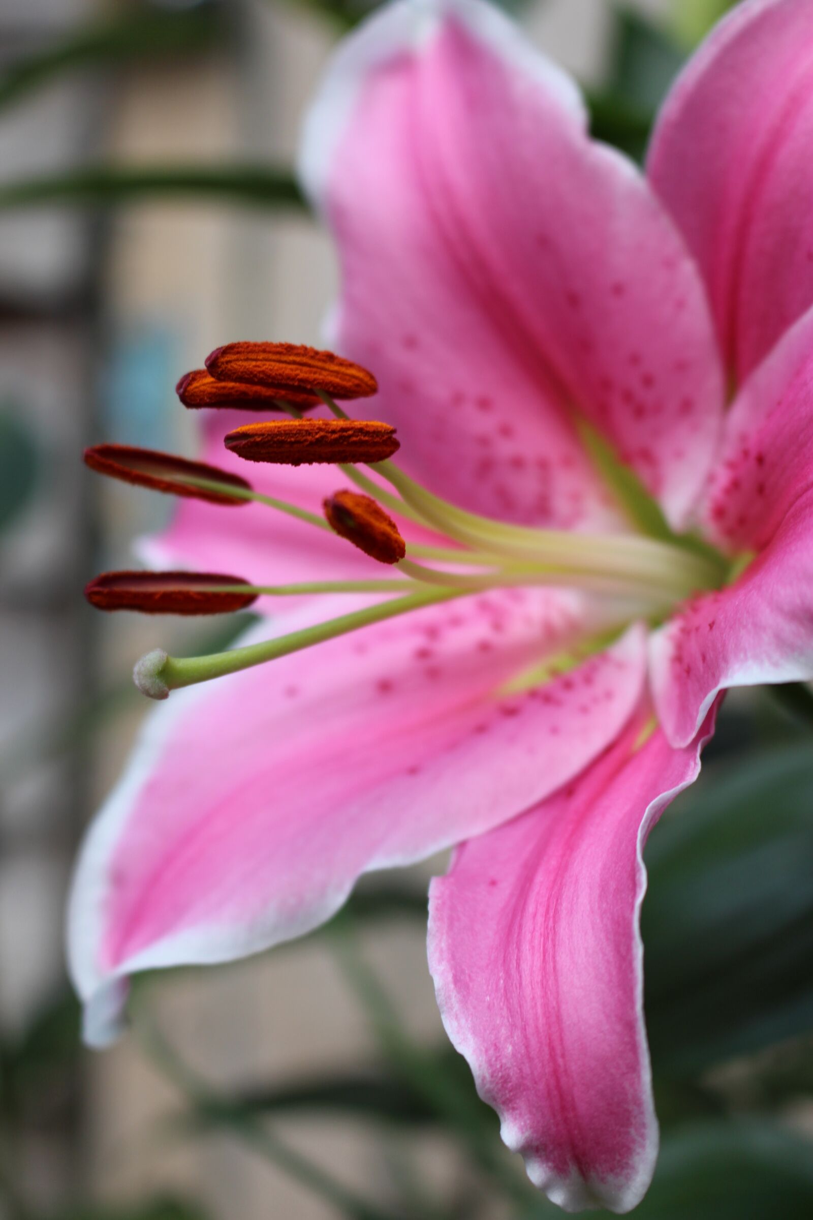 Canon EOS 700D (EOS Rebel T5i / EOS Kiss X7i) sample photo. Lily, pink, pollen photography