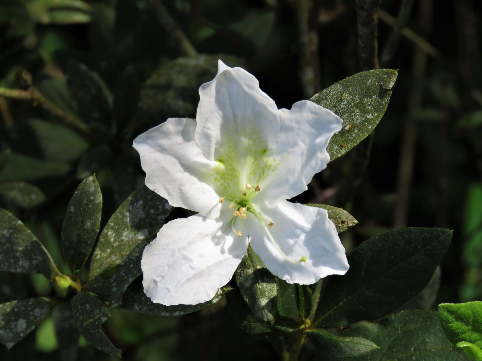 Canon PowerShot SX60 HS sample photo. White flower, delicate flower photography