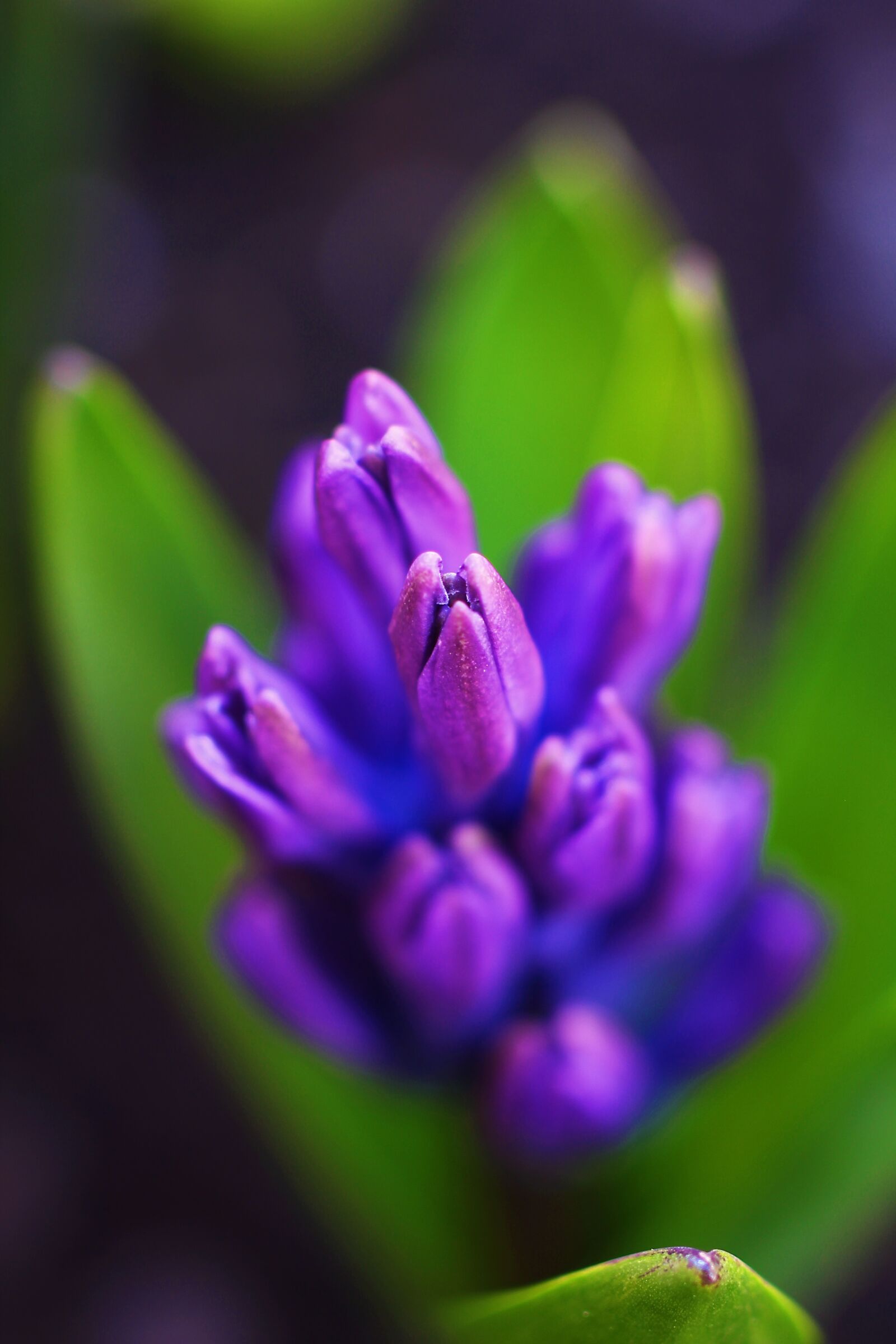 Canon EOS 60D sample photo. Nature, flower, flora photography