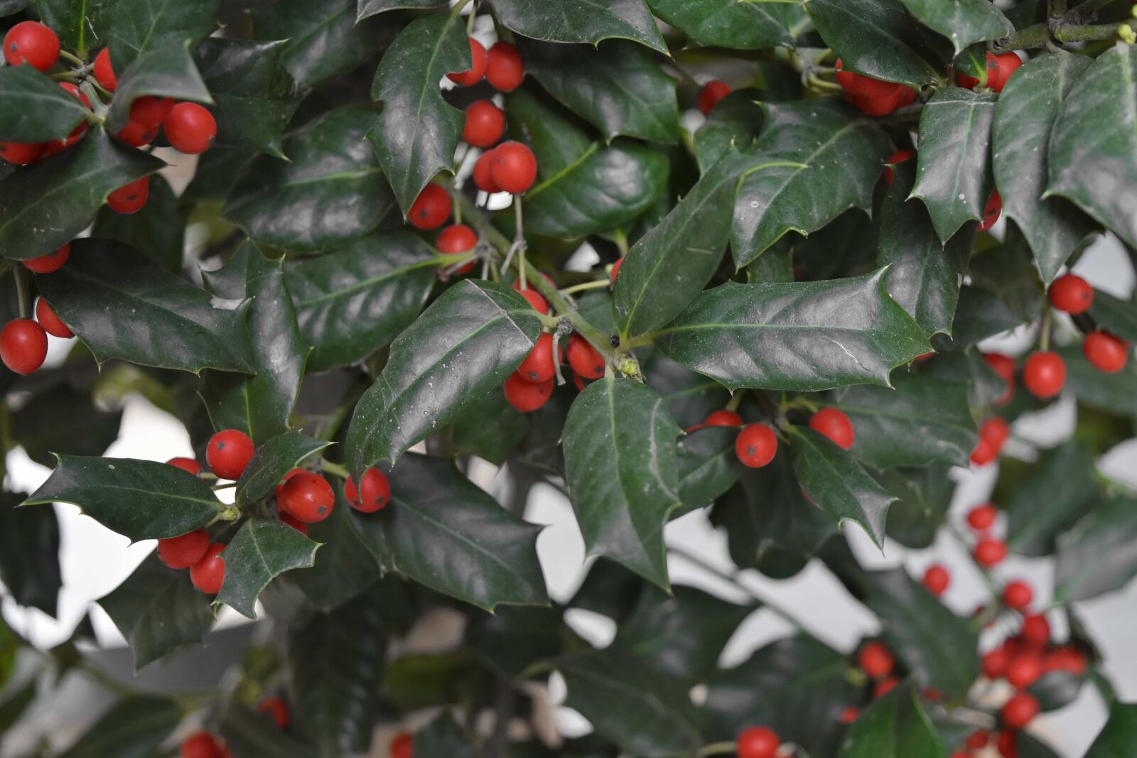 Nikon D5500 sample photo. Berry, plant, branch, shrub photography