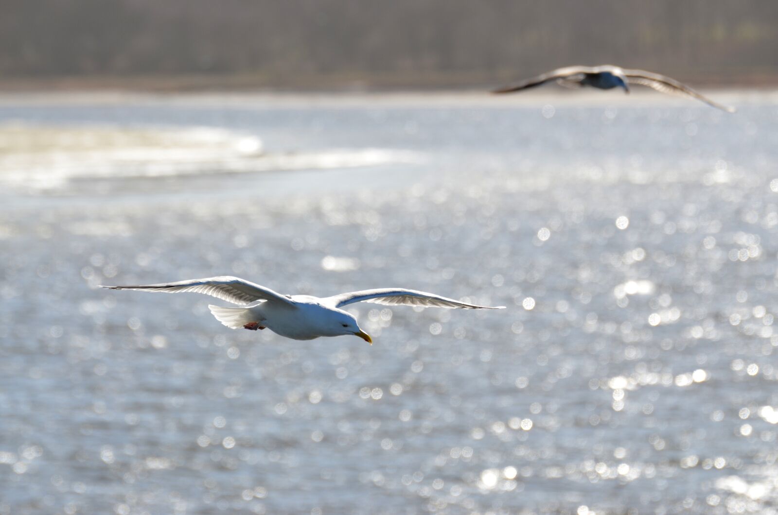 Nikon D5100 sample photo. Seagull, sea, bird photography