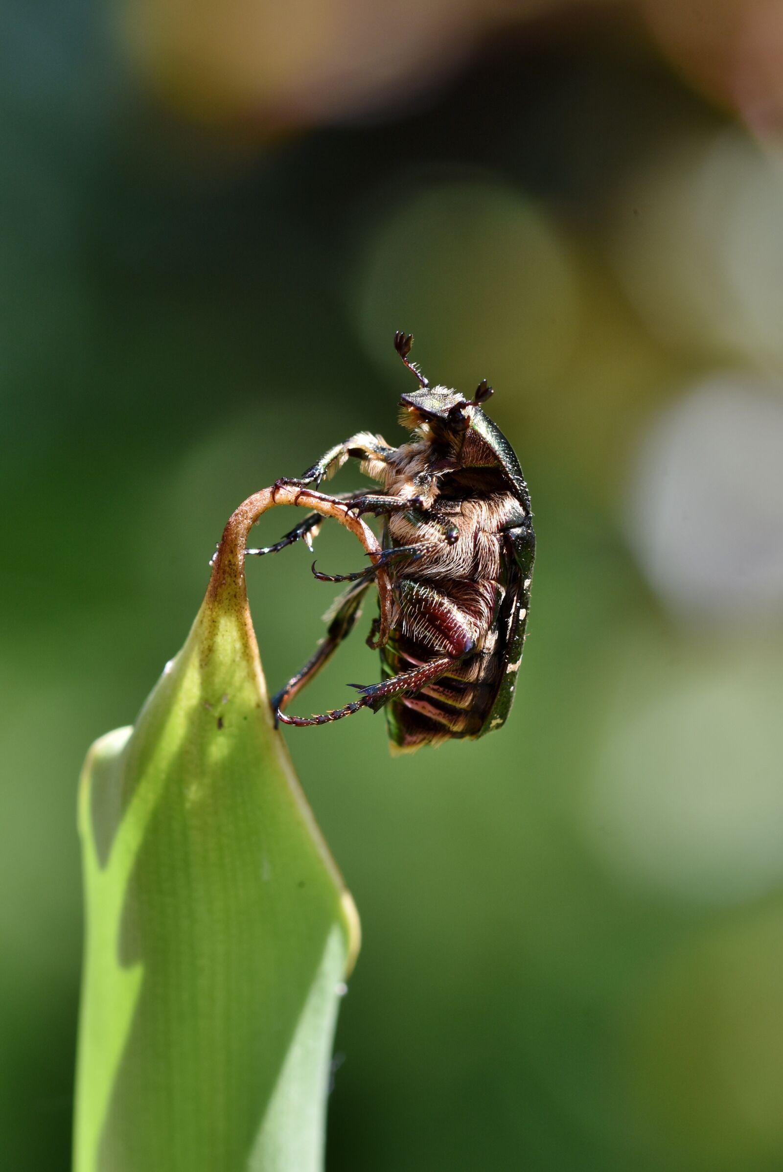 Nikon D7200 sample photo. Rose beetle, beetle, insect photography