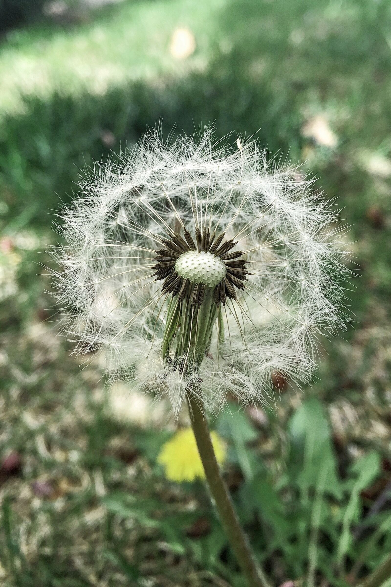 iPhone 6 Plus back camera 4.15mm f/2.2 sample photo. Tooth lion, spring, wild photography