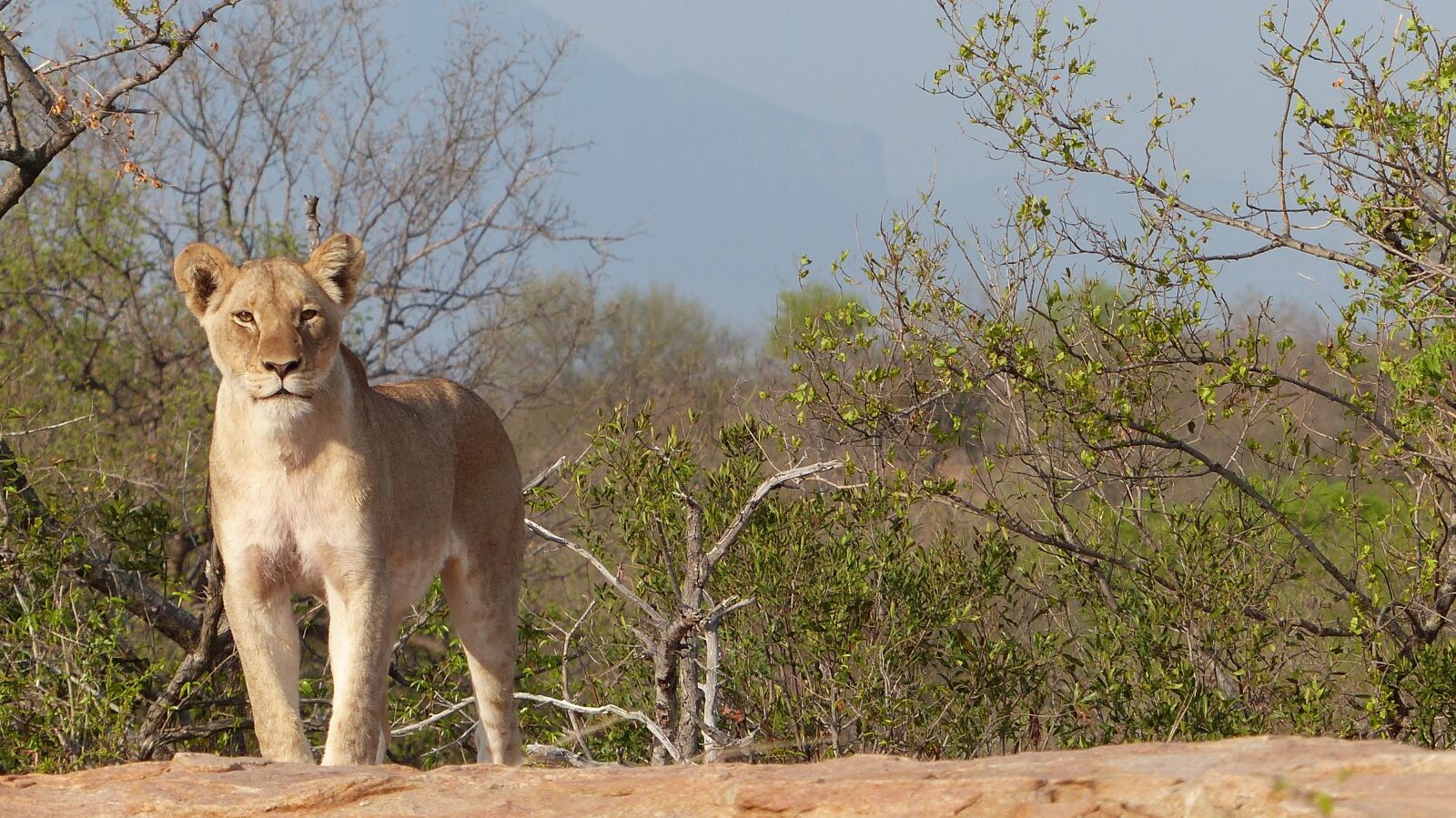 Panasonic Lumix DMC-FZ200 sample photo. Lioness, majestic, south africa photography