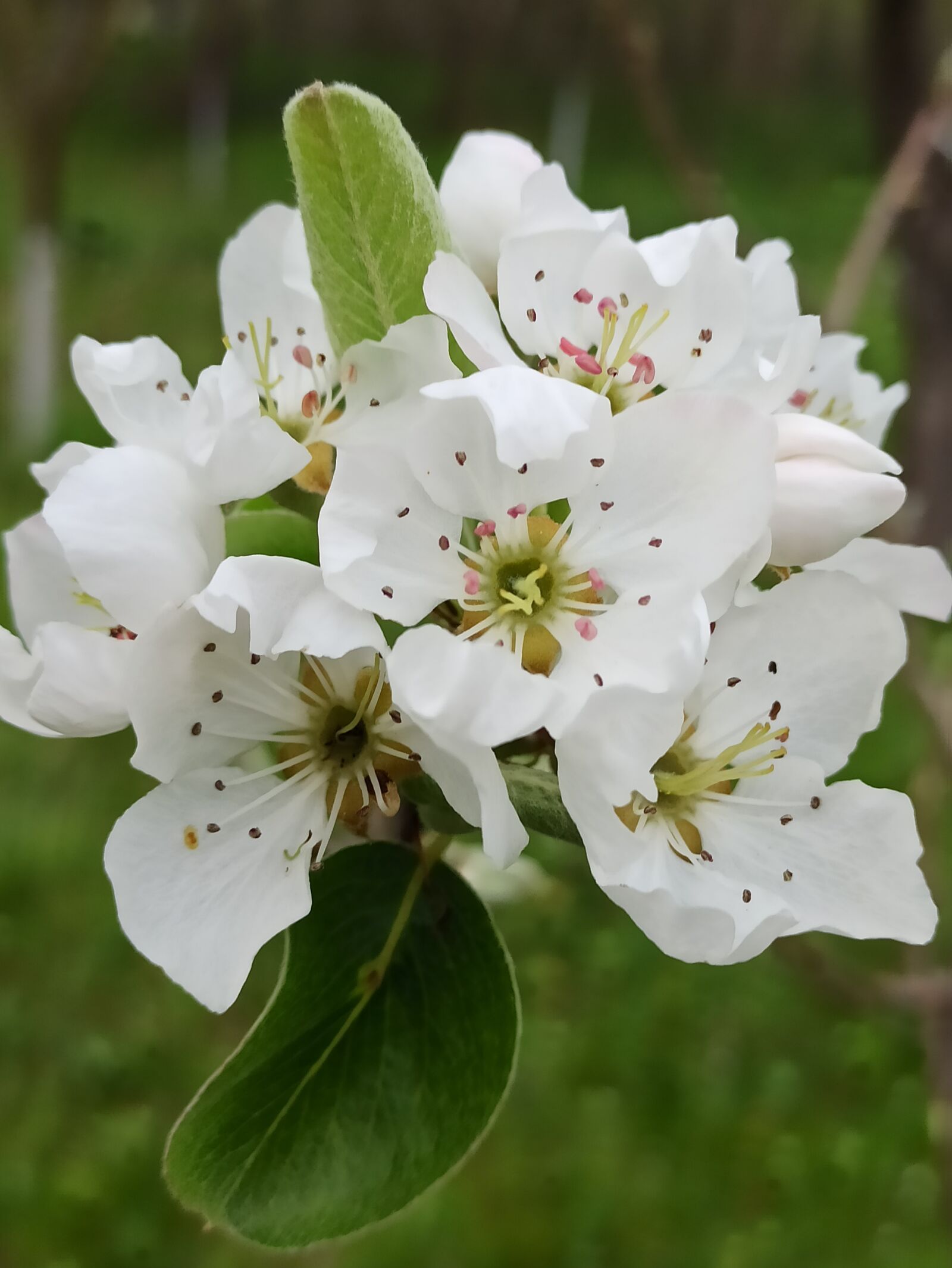 Xiaomi Redmi Note 8 Pro sample photo. Flower, spring, blossom photography