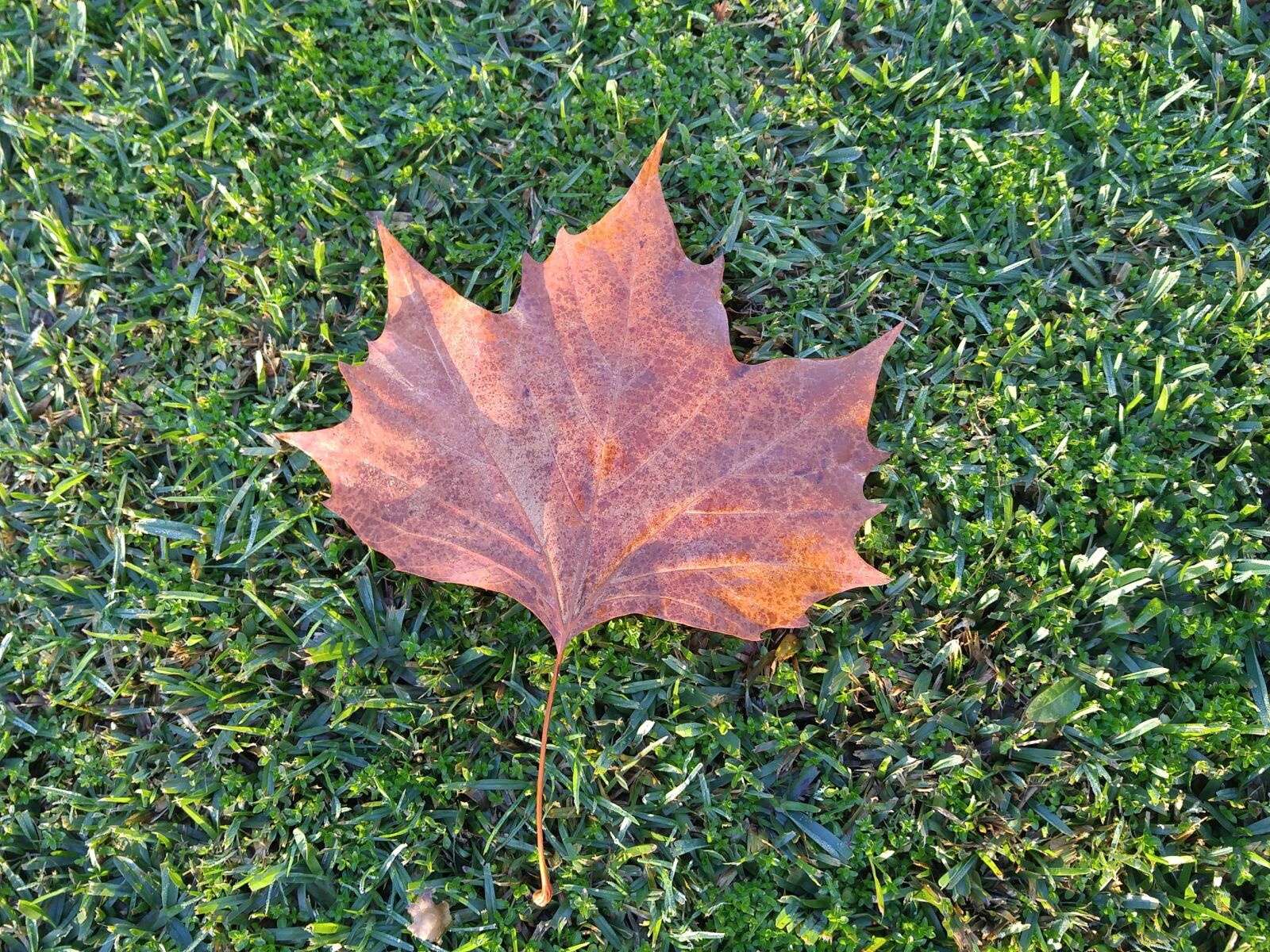 LG G4 sample photo. Leaf, grass, autumn photography
