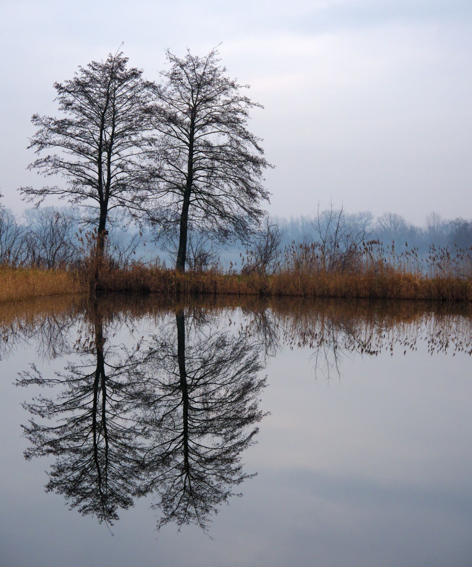 Olympus M.Zuiko Digital ED 12-100mm F4.0 IS Pro sample photo. Tree, mirror, nature photography