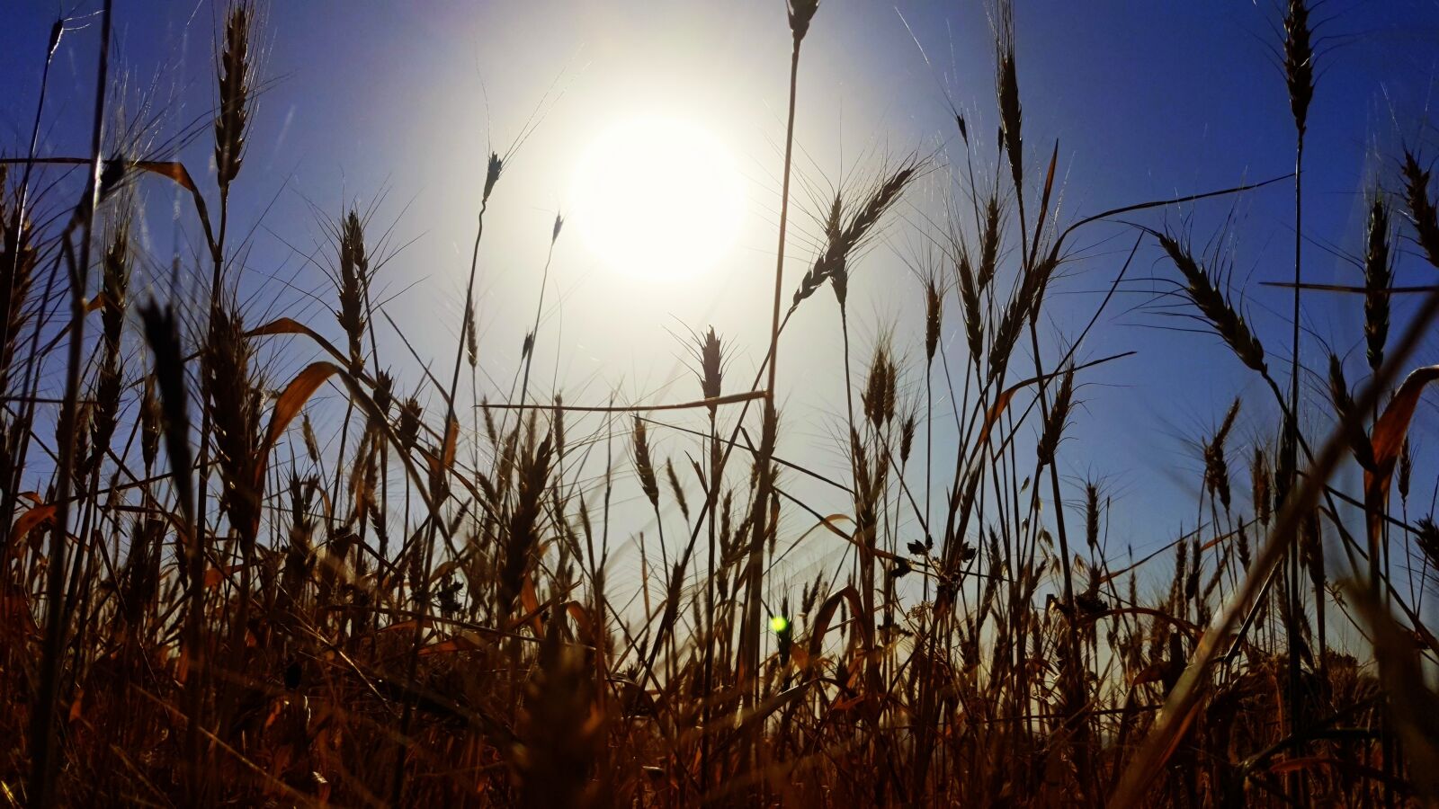 Samsung Galaxy S7 Edge sample photo. Kurdistan, iraq, sun photography