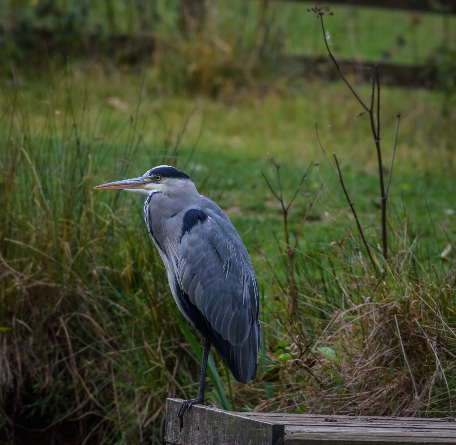 Nikon D7200 sample photo. Birds, heron, grey photography