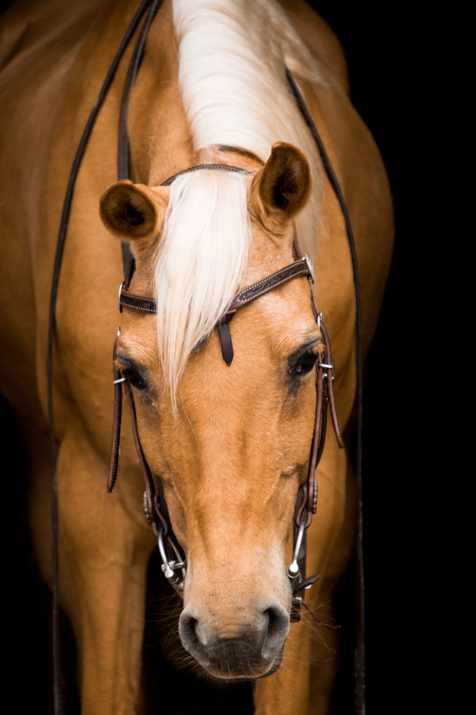 Nikon D3300 sample photo. Cavalry, human, mammal photography