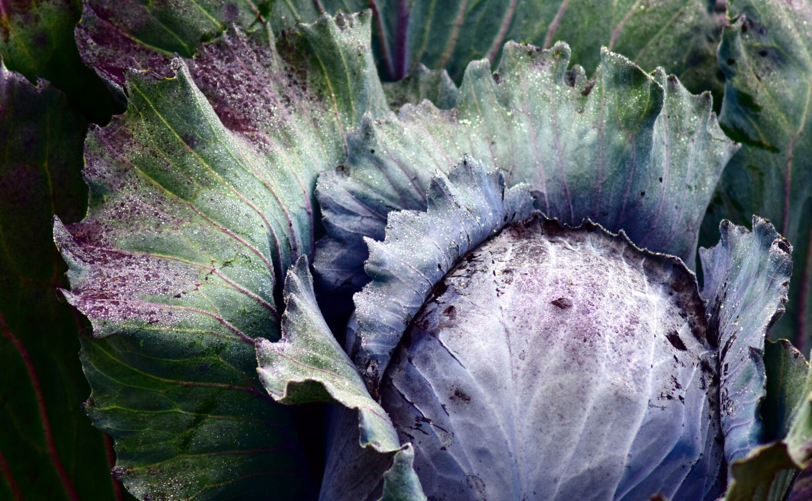 Nikon D3300 sample photo. Red cabbage, blue cabbage photography
