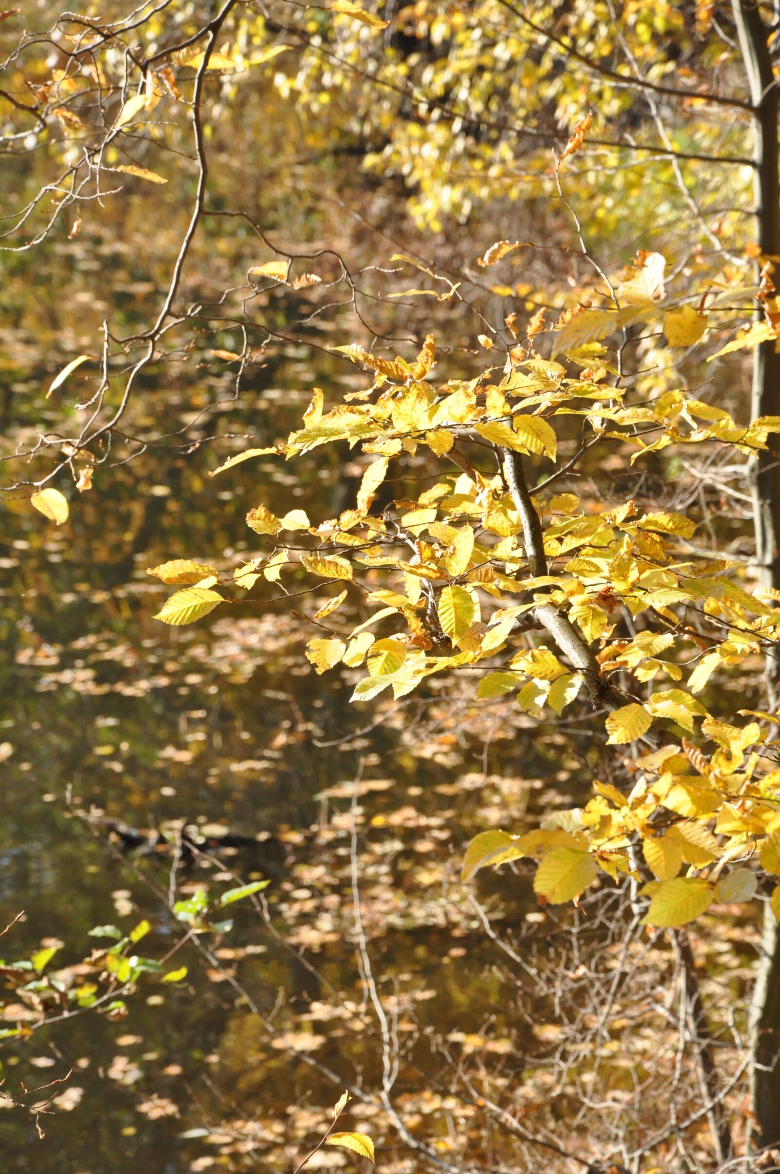 Nikon D90 sample photo. Autumn, foliage, forest photography