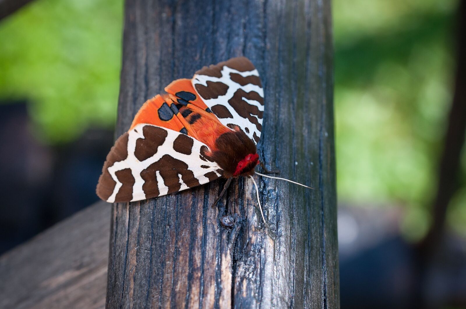 Nikon D90 sample photo. Butterfly, brown bear, drawing photography
