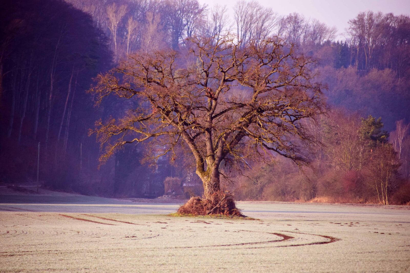 Nikon D3300 sample photo. Landscape, dawn, wood, tree photography