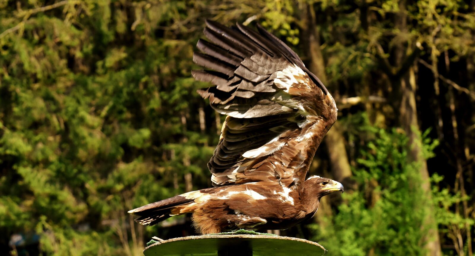 Nikon D7200 sample photo. Adler, raptor, bird of photography