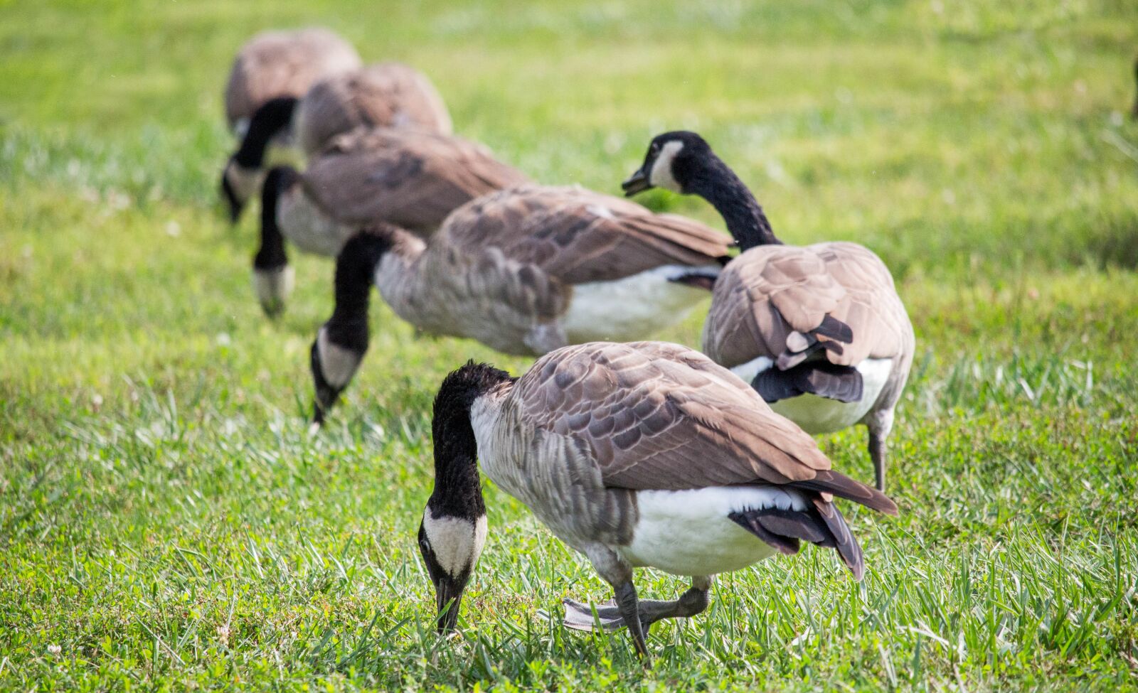 Canon EOS 700D (EOS Rebel T5i / EOS Kiss X7i) sample photo. Animal, grass, wildlife photography