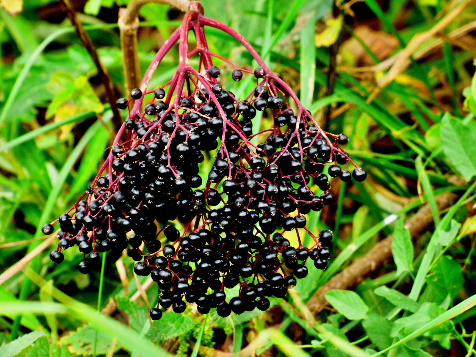 Panasonic DMC-FZ72 sample photo. Elder, black, fruits photography