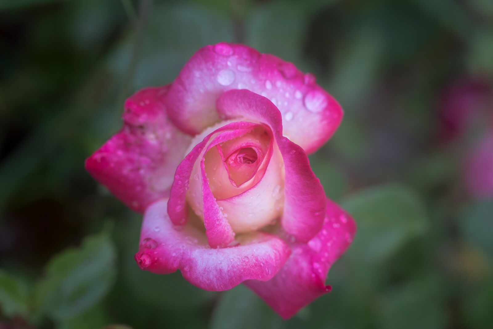 Canon EF 100mm F2.8L Macro IS USM sample photo. Flower, macro, nature photography