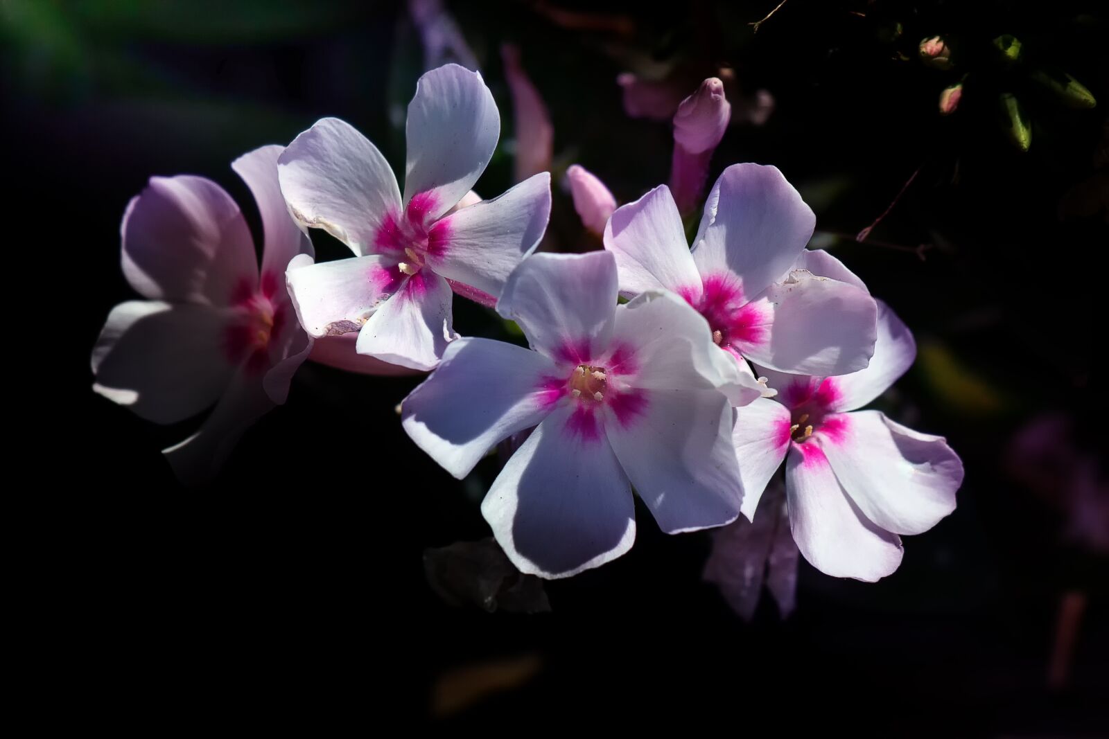 Canon EOS 70D sample photo. Blossom, bloom, summer photography